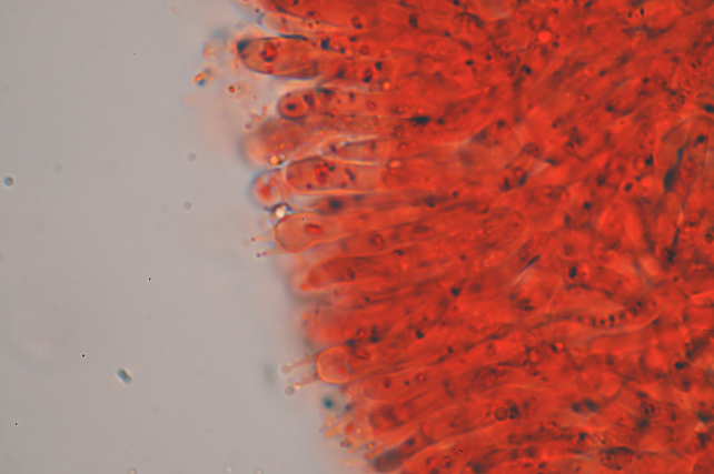 Phlebia rufa